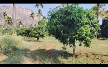 Commercial Lands /Inst. Land for Sale in Devanahalli, Bangalore (2.24 Acre)