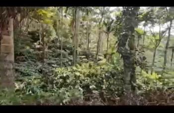 Agricultural/Farm Land for Sale in Sakleshpur, Hassan (5 Acre)