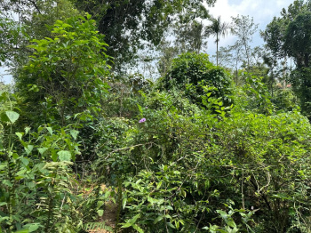 Agricultural/Farm Land for Sale in Mudigere, Chikmagalur (1.12 Acre)