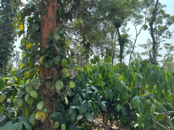 Agricultural/Farm Land for Sale in Mudigere, Chikmagalur (1 Acre)