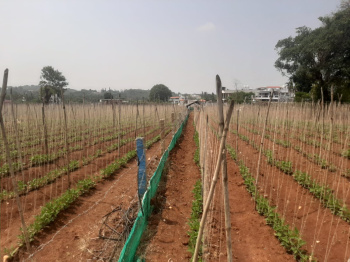 Agricultural/Farm Land for Sale in Kaimara, Chikmagalur (1.10 Acre)
