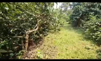3.20 Acre Agricultural/Farm Land for Sale in Sakleshpur, Hassan