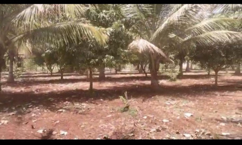 5.1 Acre Agricultural/Farm Land for Sale in Chamrajpura, Mysore