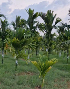 Agricultural/Farm Land for Sale in Doddaballapur, Bangalore (1.39 Acre)