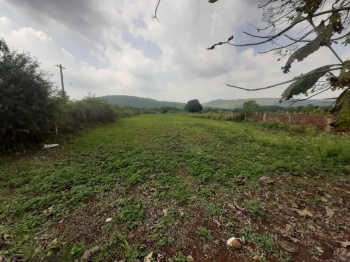 Agricultural/Farm Land for Sale in Chikmagalur (18 Guntha)