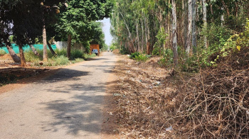 Agricultural/Farm Land for Sale in Nandi Hills, Bangalore (1.25 Acre)