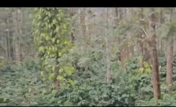 37 Guntha Agricultural/Farm Land for Sale in Belur Hassan, Hassan