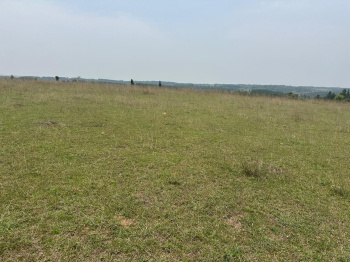 Agricultural/Farm Land for Sale in Belur Hassan, Hassan (10 Acre)