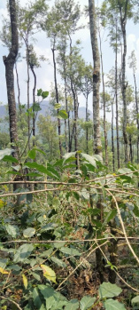 4 Acre Agricultural/Farm Land for Sale in Kadur, Chikmagalur