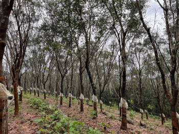 Agricultural/Farm Land for Sale in Belthangady, Mangalore (10 Acre)