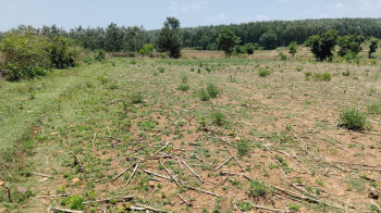 Agricultural/Farm Land for Sale in Belur Hassan, Hassan (3 Acre)