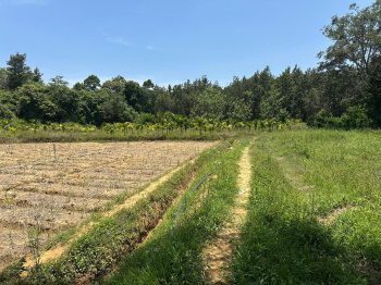 Agricultural/Farm Land for Sale in Belur Hassan, Hassan (6 Acre)