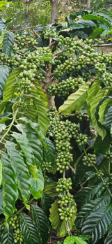 16 Acre Agricultural/Farm Land for Sale in Kadabagere, Bangalore