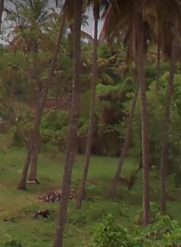 32 Guntha Agricultural/Farm Land for Sale in Nanjangud, Mysore