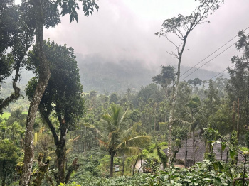 16 Acre Agricultural/Farm Land for Sale in Koduvalli, Chikmagalur