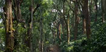 391 Acre Agricultural/Farm Land for Sale in KM Road, Chikmagalur