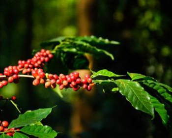 251 Acre Agricultural/Farm Land for Sale in Jayanagar, Chikmagalur