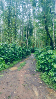 5.10 Acre Agricultural/Farm Land for Sale in Koduvalli, Chikmagalur