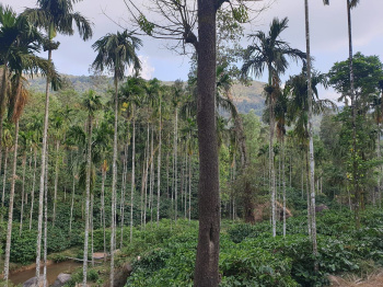 6.5 Acre Agricultural/Farm Land for Sale in KM Road, Chikmagalur
