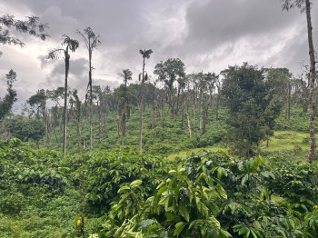 Agricultural/Farm Land for Sale in Mullayanagiri, Chikmagalur (80 Acre)