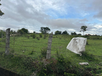 Commercial Lands /Inst. Land for Sale in Belur Hassan, Hassan (9 Acre)