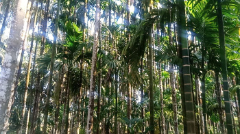 Agricultural/Farm Land for Sale in Kundapura, Udupi (4 Acre)