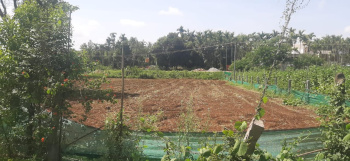 Agricultural/Farm Land for Sale in Ramanahalli, Chikmagalur (12 Guntha)