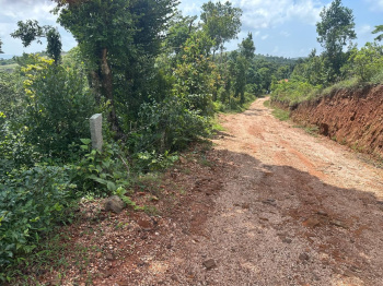 Agricultural/Farm Land for Sale in Mudigere, Chikmagalur (3.5 Acre)
