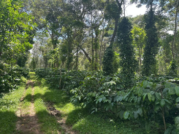 Agricultural/Farm Land for Sale in Mudigere, Chikmagalur (1 Acre)
