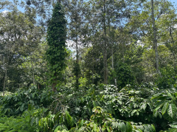 Agricultural/Farm Land for Sale in Belur Hassan, Hassan (12 Acre)