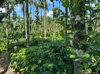 Agricultural/Farm Land for Sale in Mudigere, Chikmagalur (1.10 Acre)
