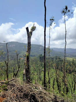 Agricultural/Farm Land for Sale in Mudigere, Chikmagalur (18 Acre)