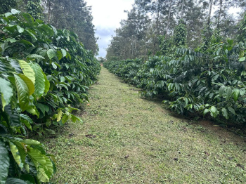 Agricultural/Farm Land for Sale in Mudigere, Chikmagalur (13 Acre)