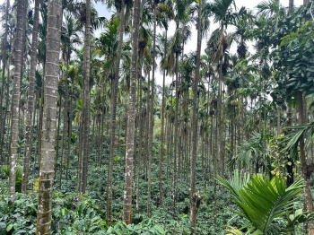 16 Acre Agricultural/Farm Land for Sale in Koppa, Chikmagalur