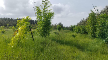Agricultural/Farm Land for Sale in Belur Hassan, Hassan (4.5 Acre)