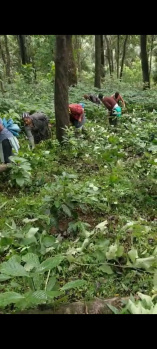 Agricultural/Farm Land for Sale in Madikeri, Kodagu (3 Acre)