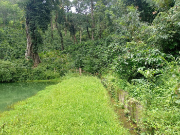 Agricultural/Farm Land for Sale in Madikeri, Kodagu (7.5 Acre)