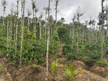 Agricultural/Farm Land for Sale in Mudigere, Chikmagalur (4.5 Acre)