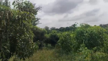 Agricultural/Farm Land for Sale in Ramanagara, Bangalore (6 Acre)