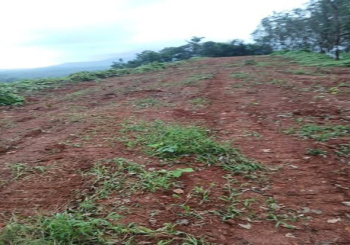 2.69 Acre Agricultural/Farm Land for Sale in Guruvayanakere, Dakshina Kannada