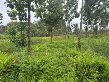 Agricultural/Farm Land for Sale in Belur Hassan, Hassan (3.15 Acre)