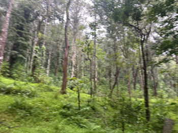 Agricultural/Farm Land for Sale in Mudigere, Chikmagalur (15 Acre)