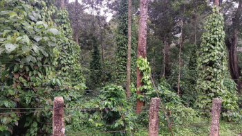 Agricultural/Farm Land for Sale in Mallandur Road, Chikmagalur (9 Acre)