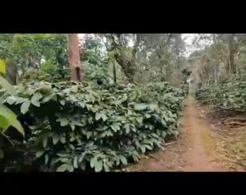 Agricultural/Farm Land for Sale in Belur Hassan, Hassan (12 Acre)