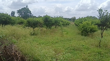 Agricultural/Farm Land for Sale in Malavalli, Mandya (11.5 Acre)