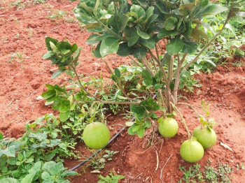 Agricultural/Farm Land for Sale in T Narasipura Road, Mysore (28 Acre)