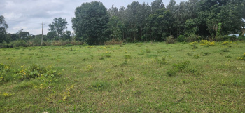 Agricultural/Farm Land for Sale in Alur, Hassan (6 Acre)