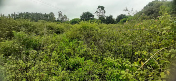 50 Guntha Agricultural/Farm Land for Sale in Joythinagar, Chikmagalur