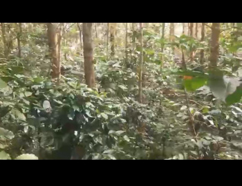 5 Acre Agricultural/Farm Land for Sale in Hiremagalur, Chikmagalur