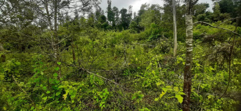 72 Guntha Agricultural/Farm Land for Sale in Hiremagalur, Chikmagalur